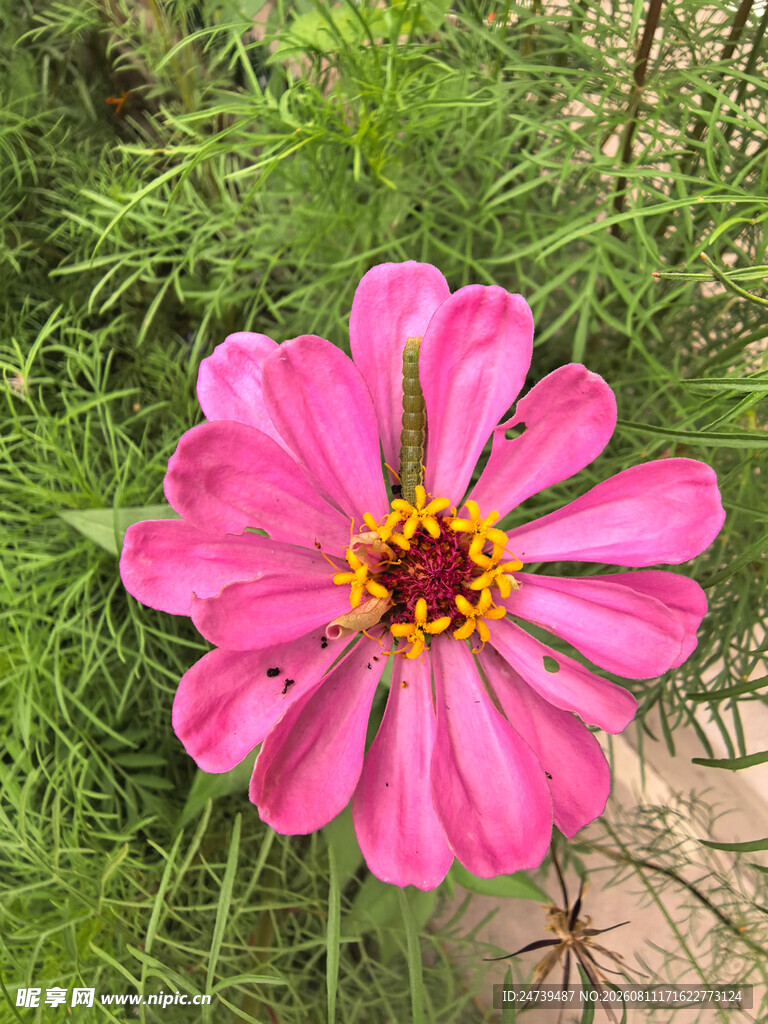 百日菊