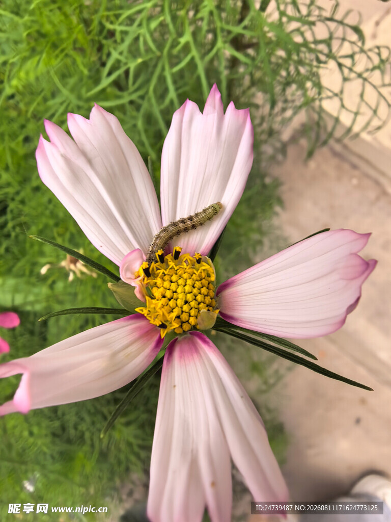 粉花上的小虫