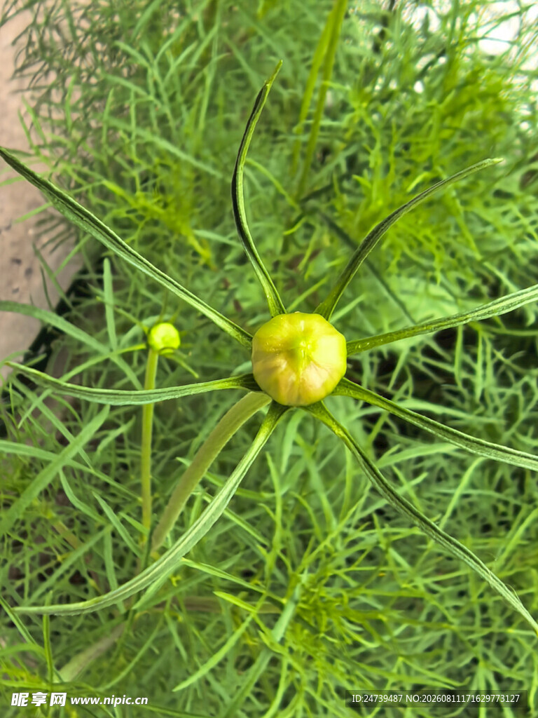 待放的花苞