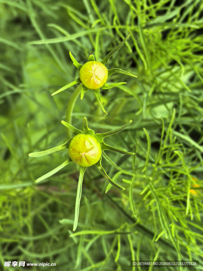 待放的花苞