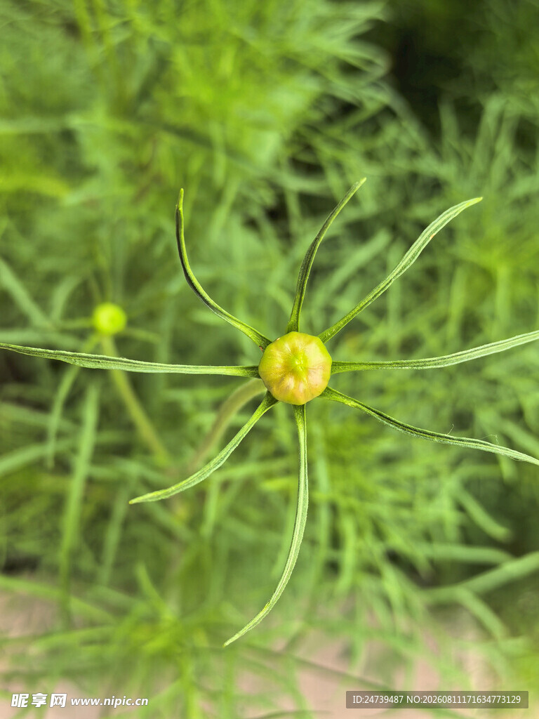 待放的花苞