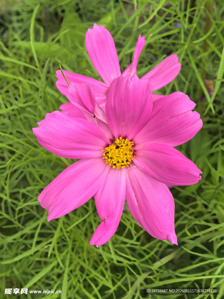粉色波斯菊绽放于绿草间