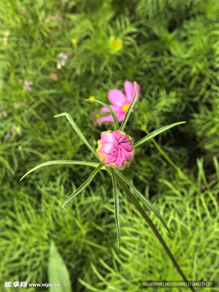 粉色花苞
