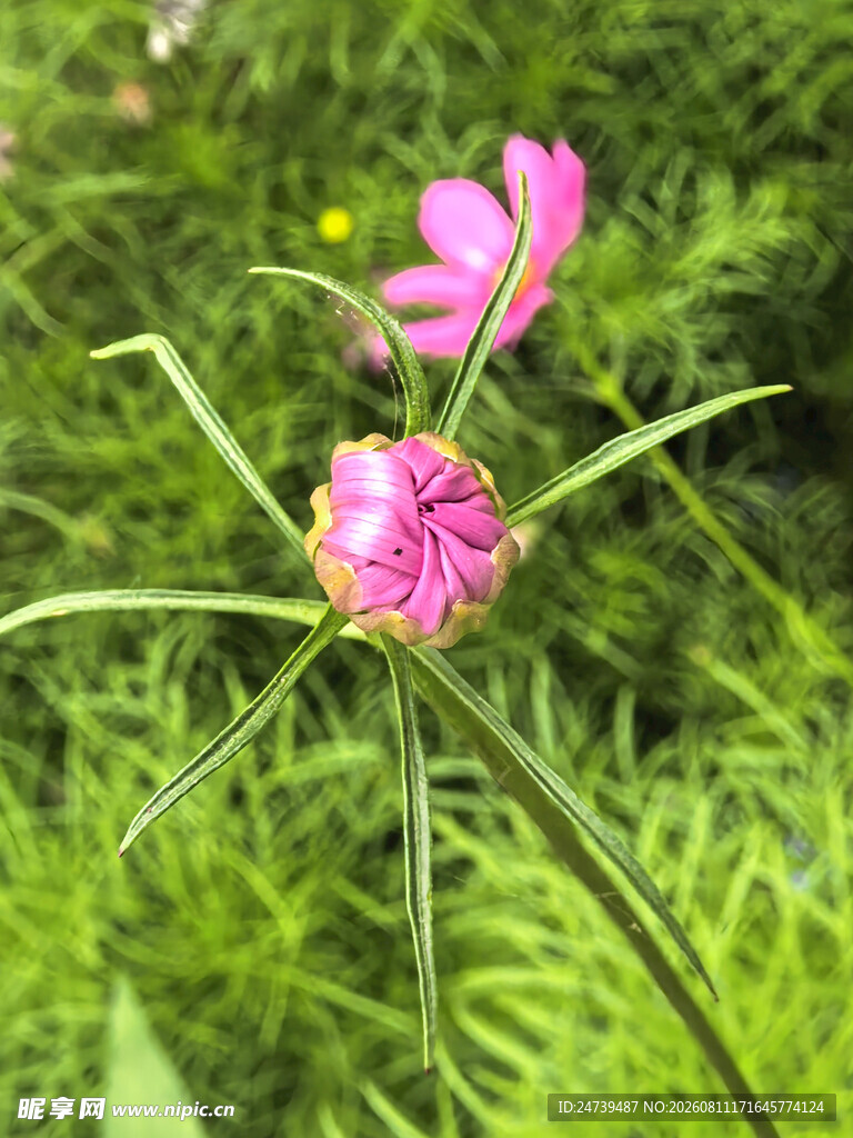 粉色花苞