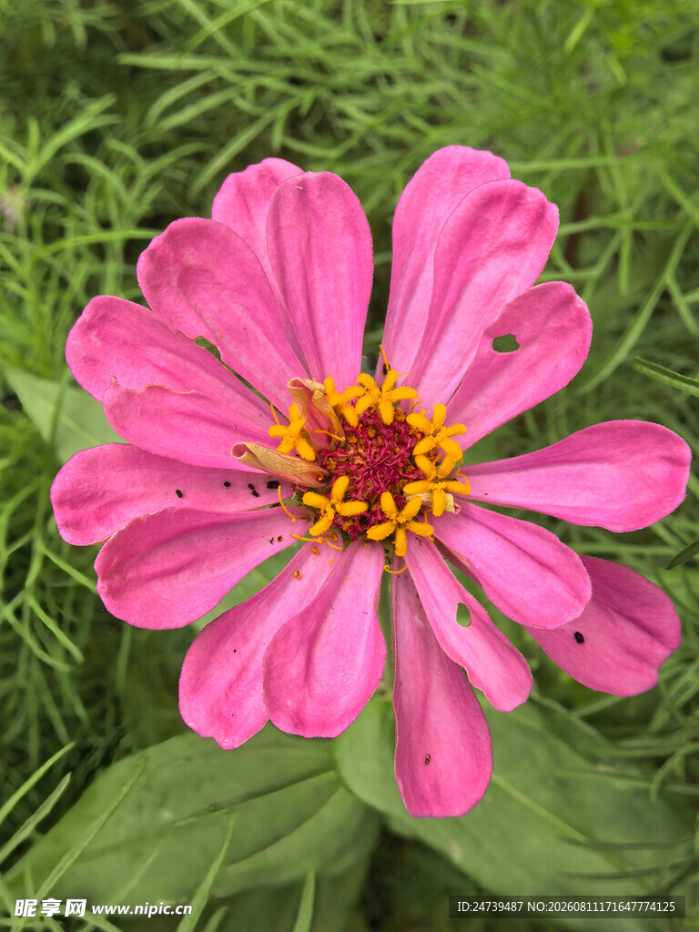 百日菊花朵绽放于草丛