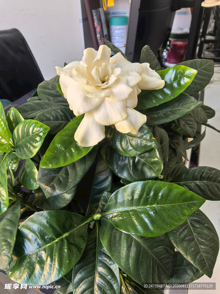 盛开的栀子花盆栽