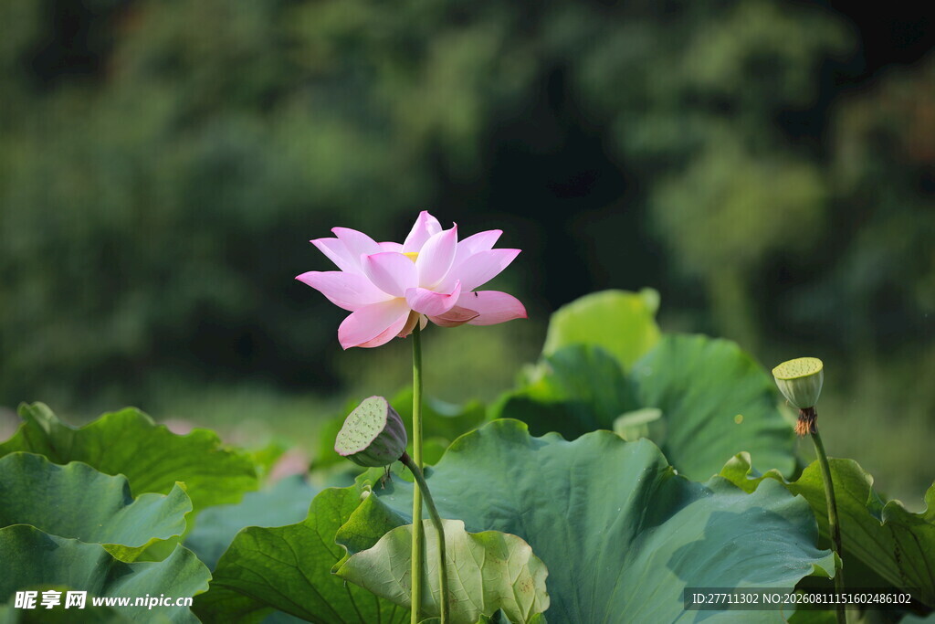 粉色荷花绽放于绿叶间