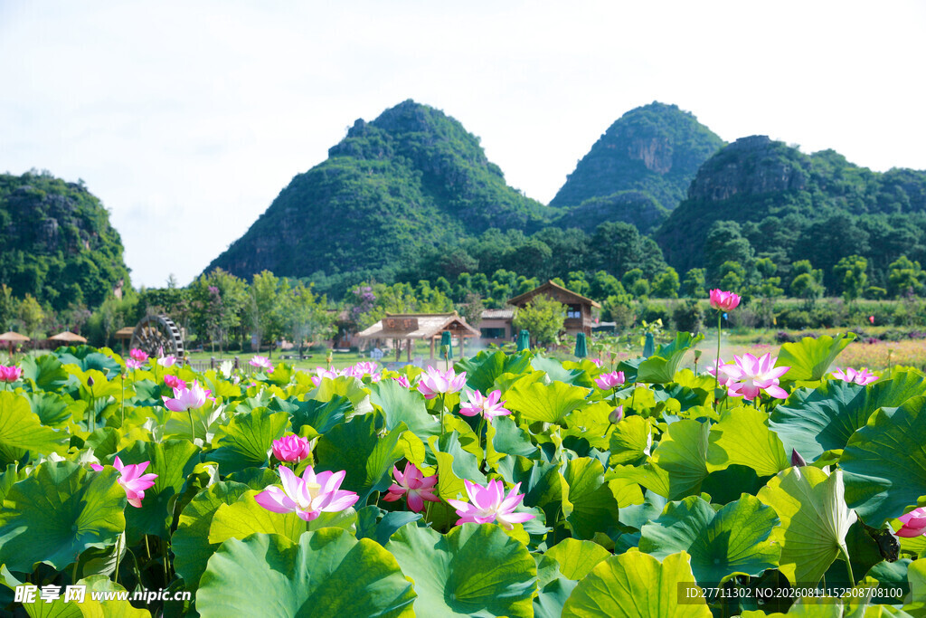 夏日荷塘与远山美景