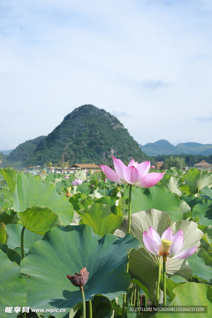 荷塘美景远山相伴