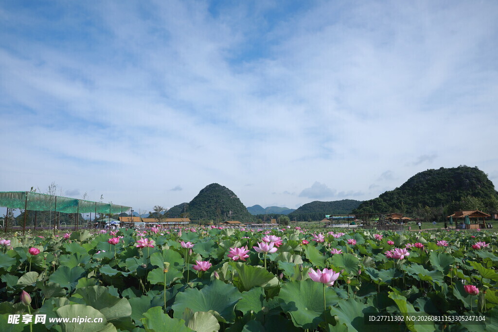 夏日荷塘美景