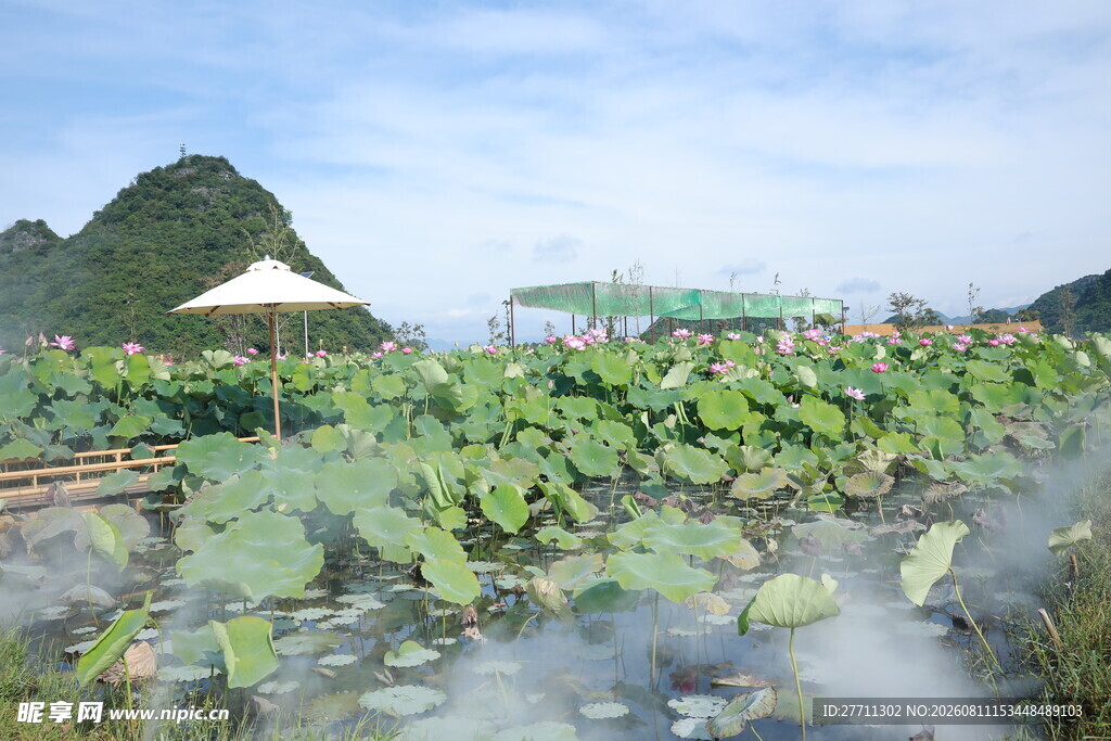 荷塘美景