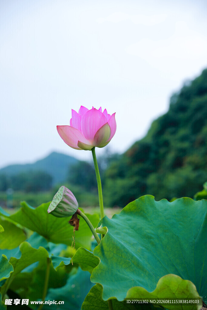 绽放的粉色荷花