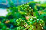 翠绿饱满的植物果实