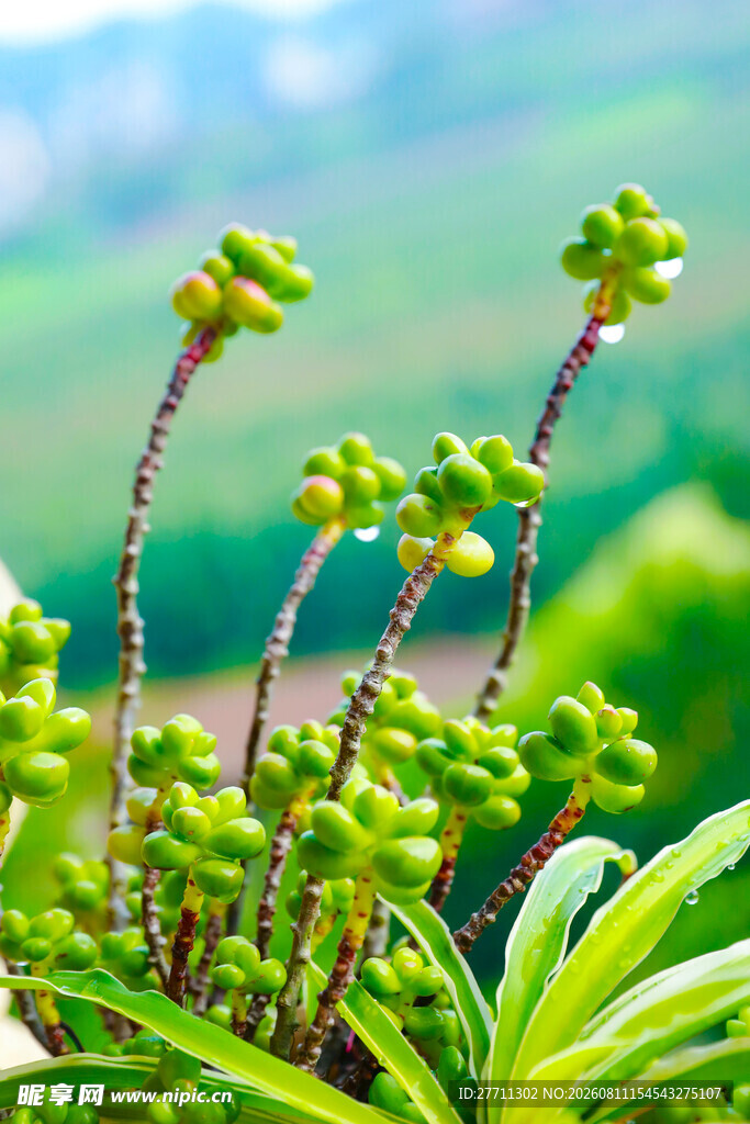 嫩绿多肉植物特写