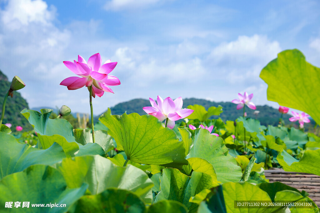 夏日荷塘美景