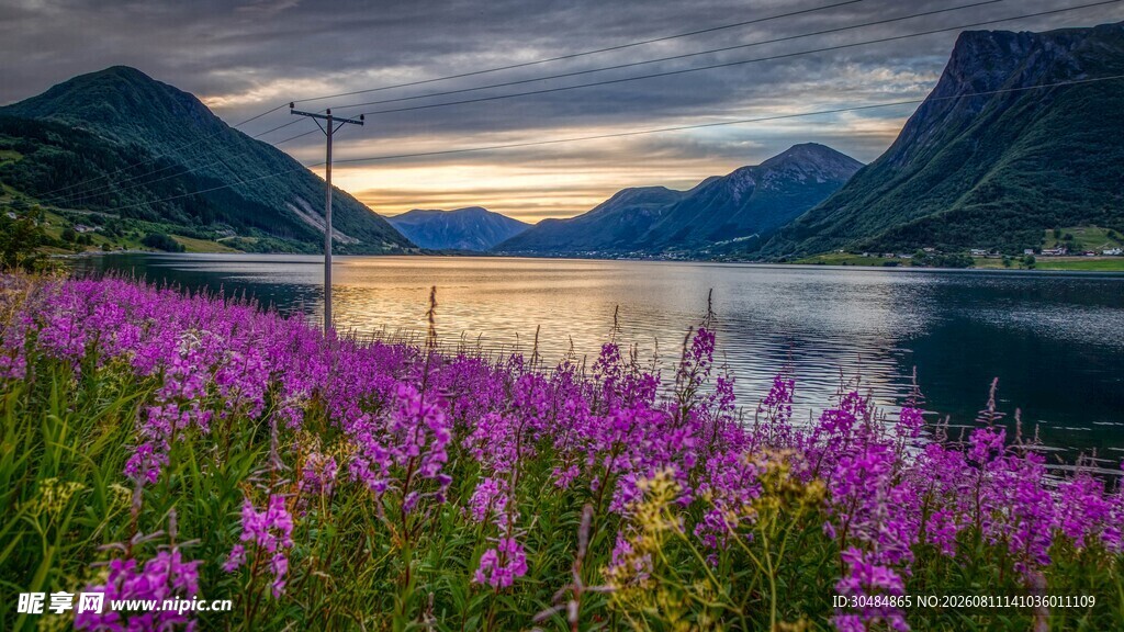 湖畔紫花与山水美景