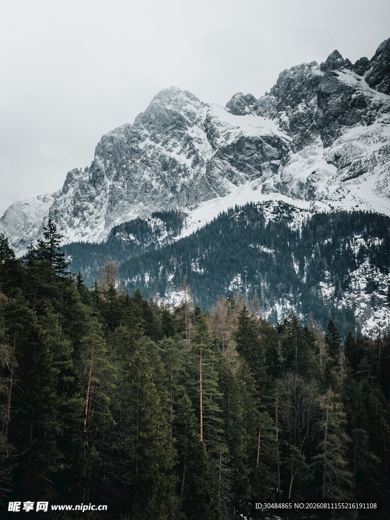 雪山下的茂密森林景观