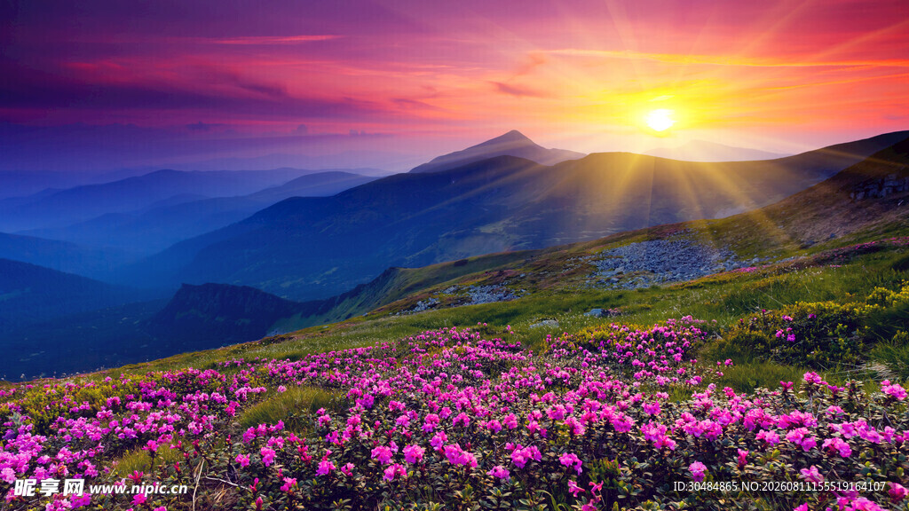山间花海迎绚丽日出