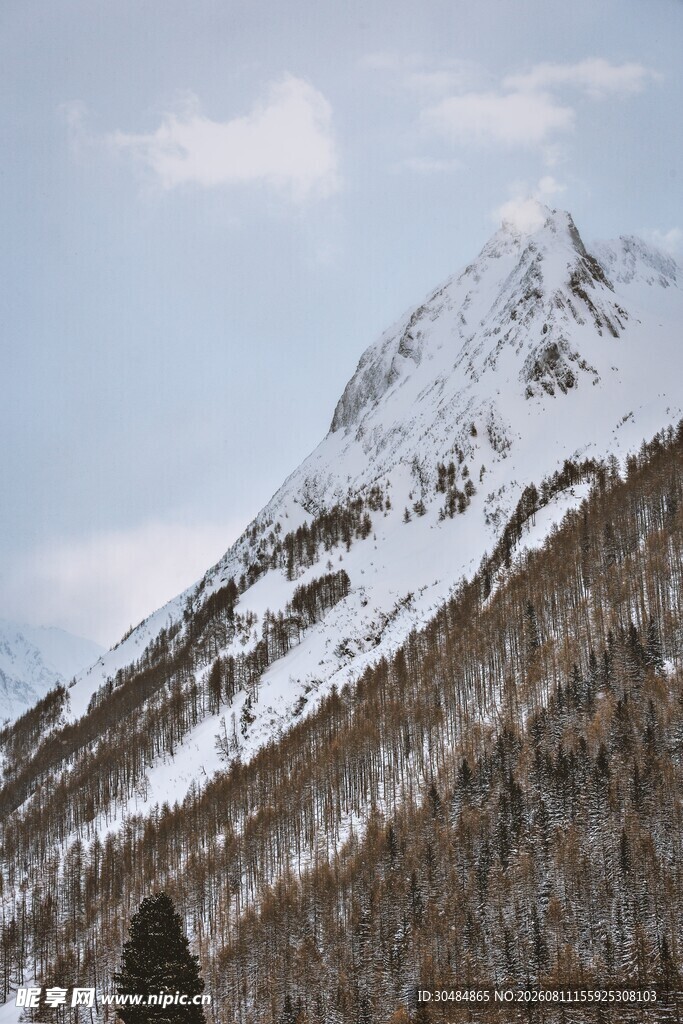 雪山森林美景