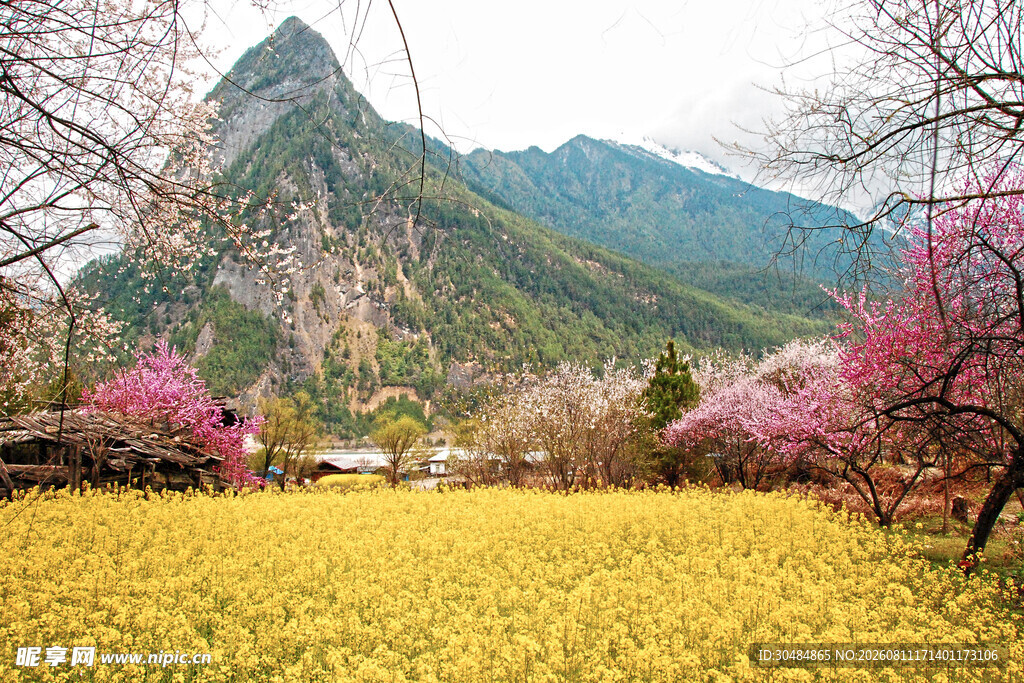 春日山间花海美景