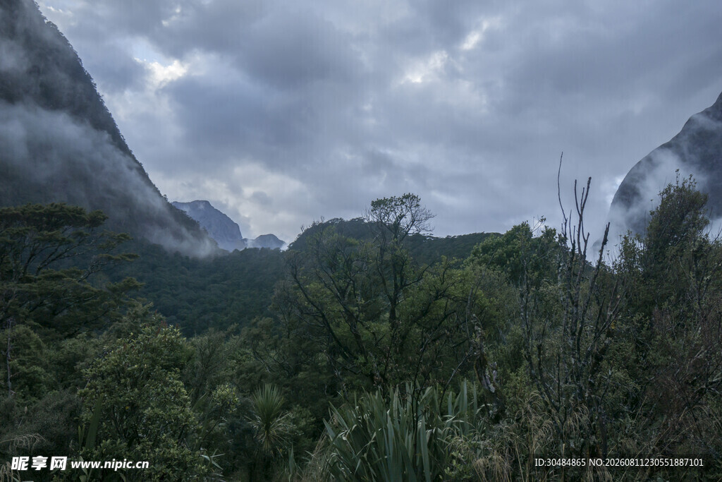 云雾缭绕的山林美景