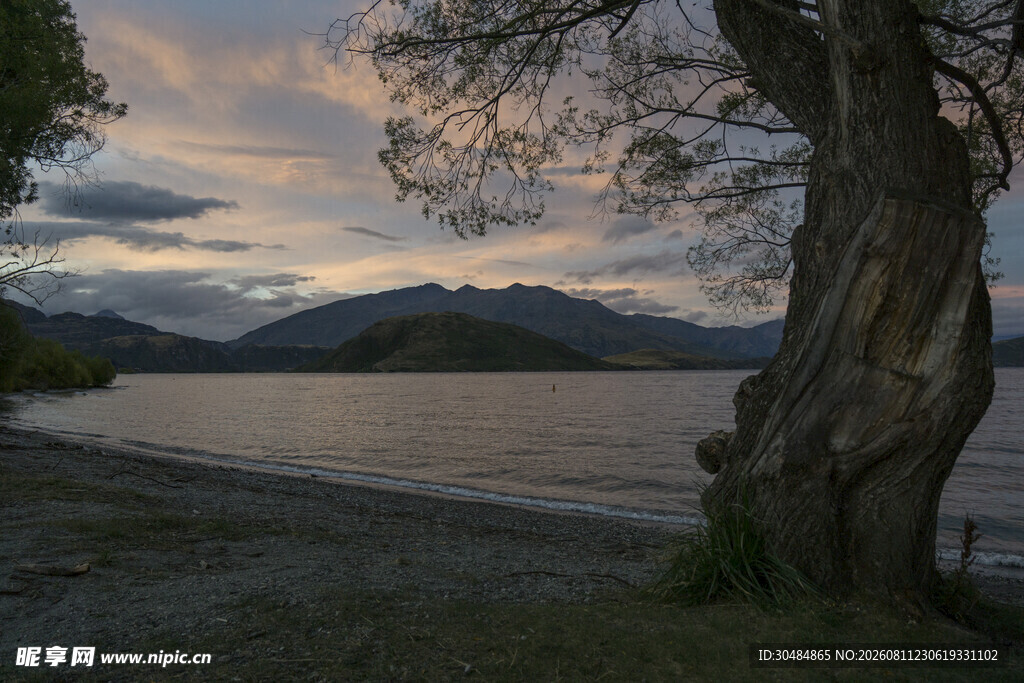 湖畔老树伴黄昏美景