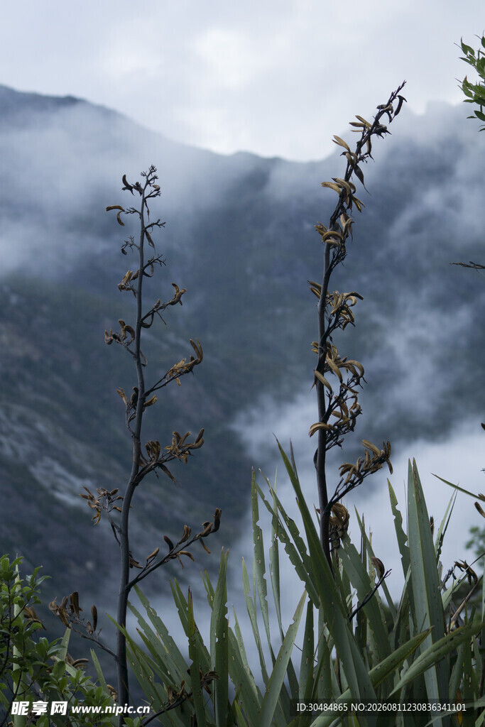 山间雾中植物景致
