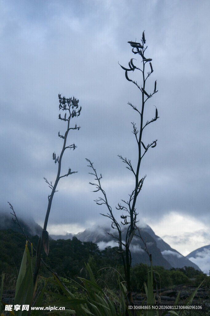 山间植物与朦胧远山