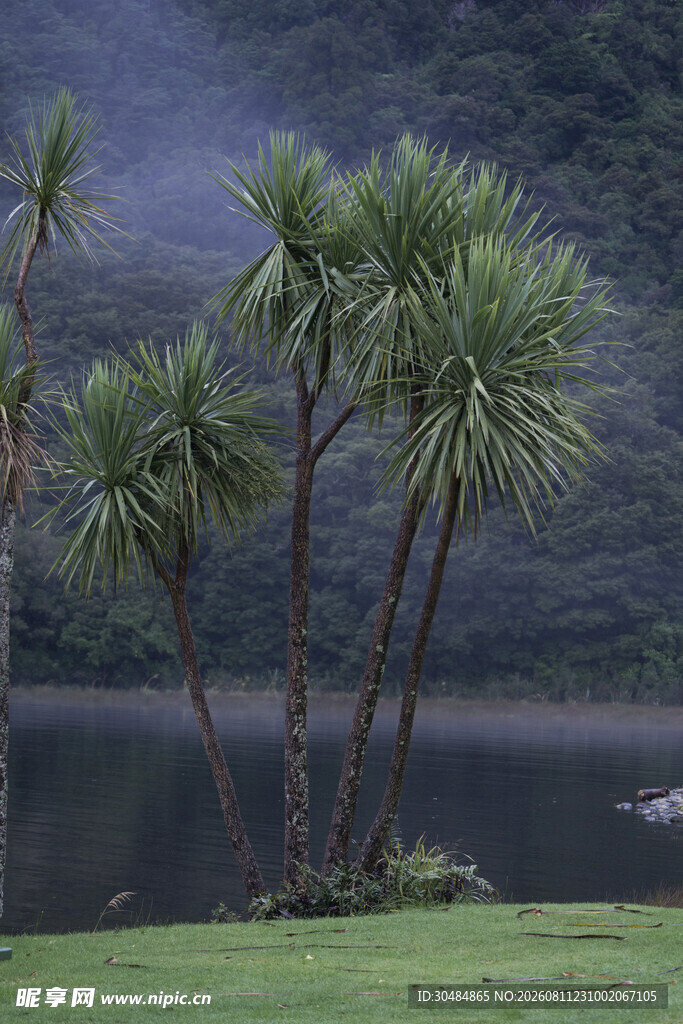湖畔棕榈树风景
