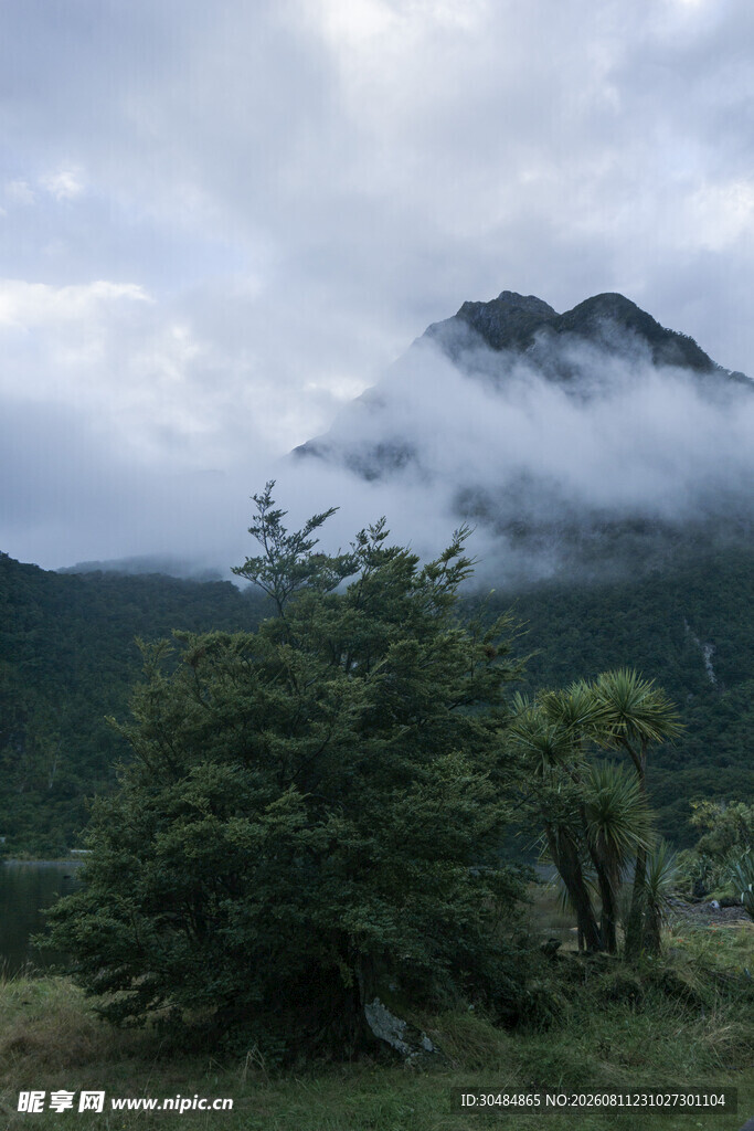 云雾缭绕的山间绿树景观