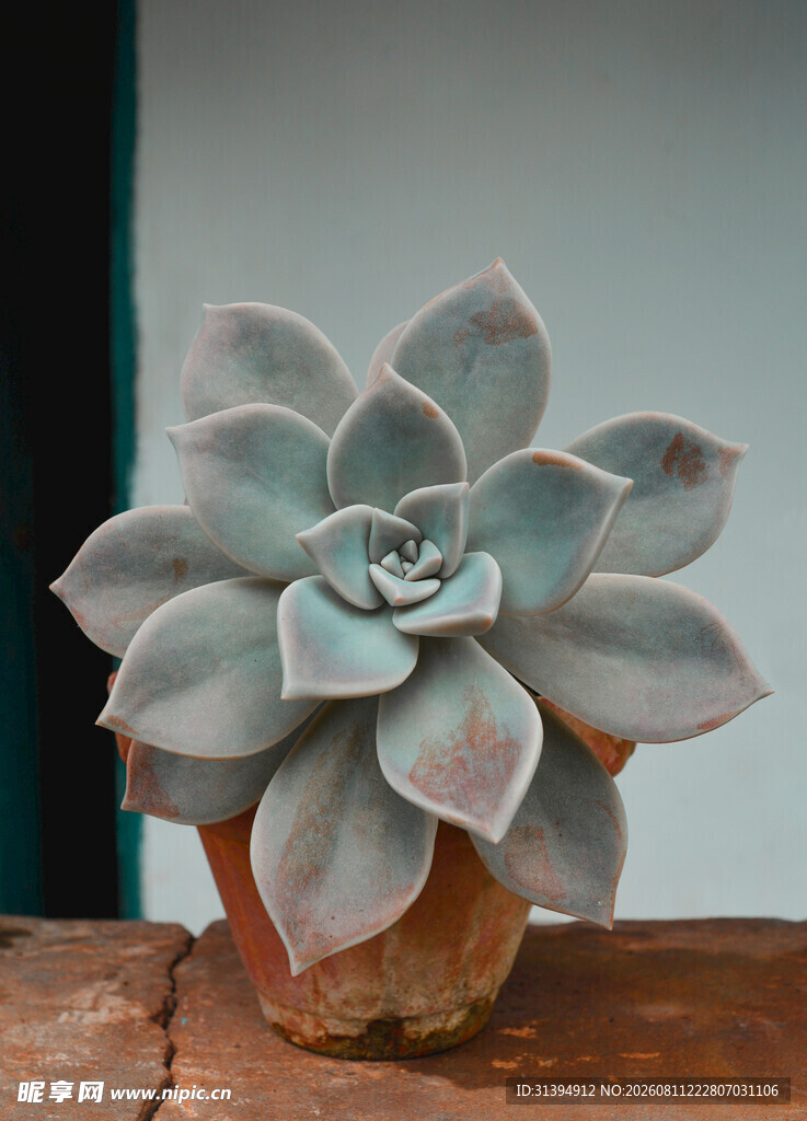 蓝绿色多肉植物小盆栽