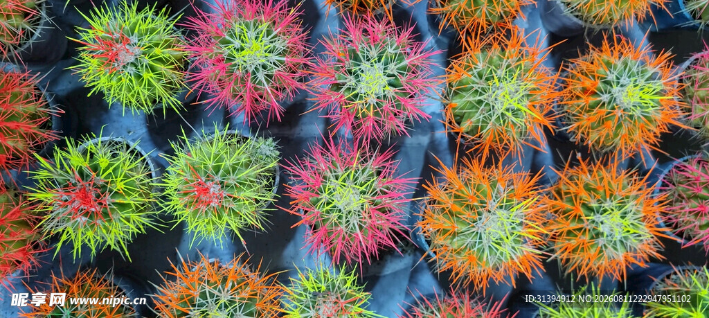 多彩绚丽的多肉植物组合