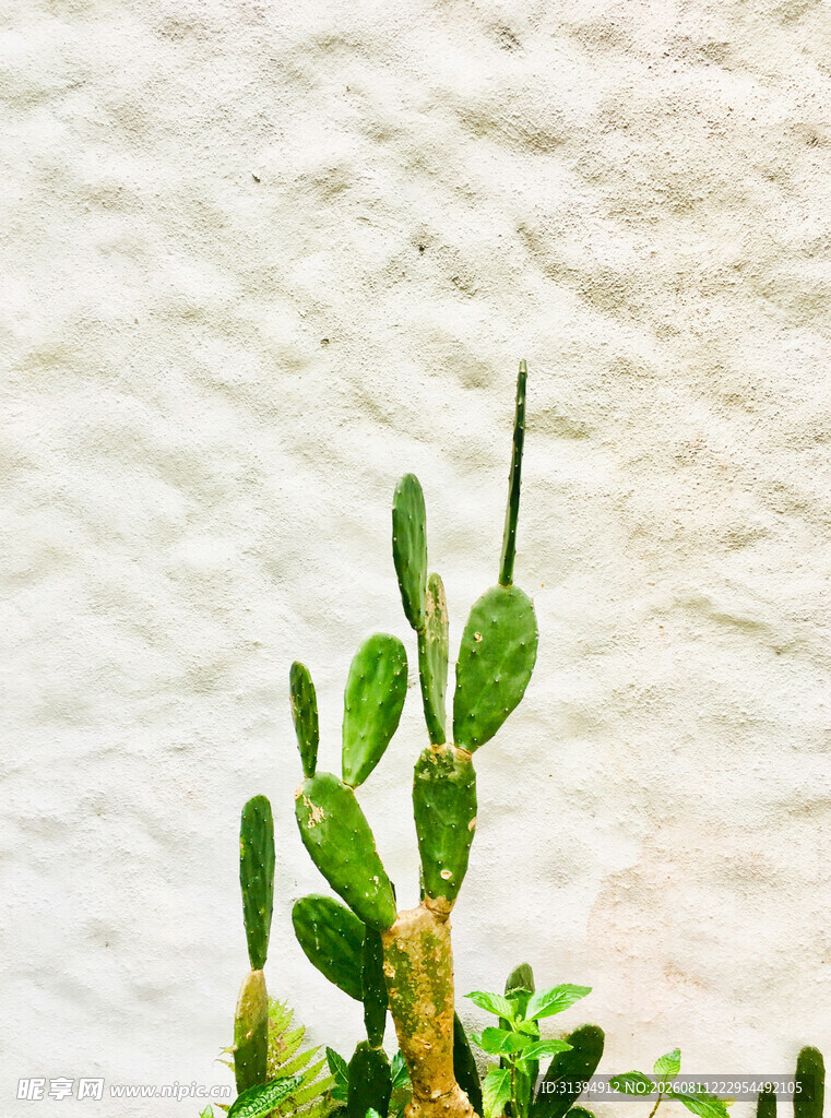 翠绿仙人掌特写