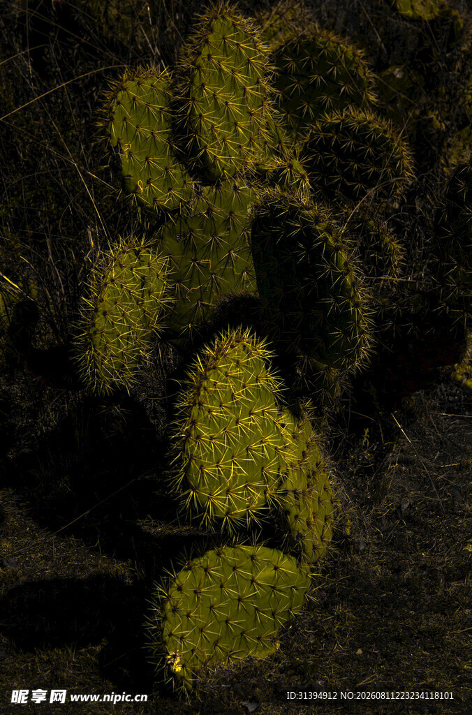 夜间的仙人掌植物