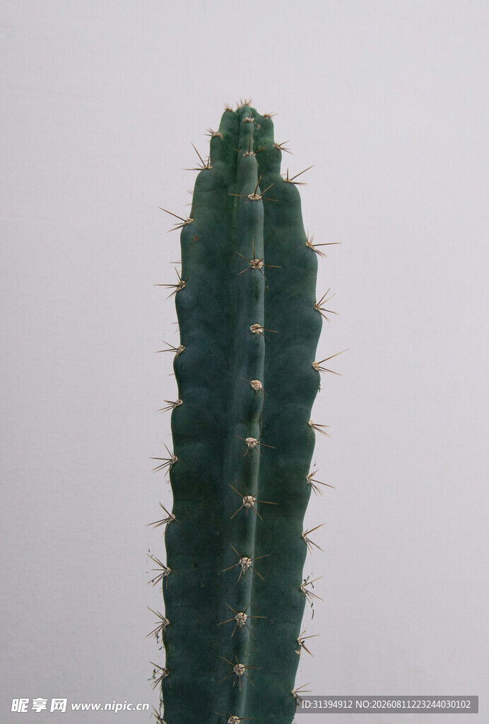 直立仙人掌特写