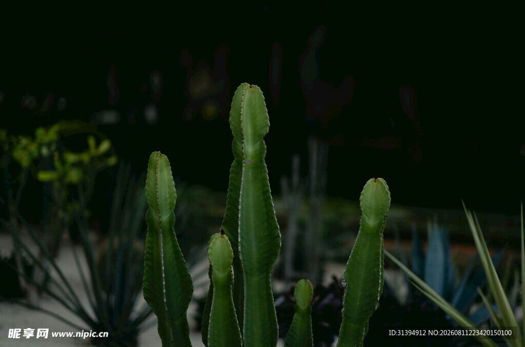 可爱仙人掌植物特写