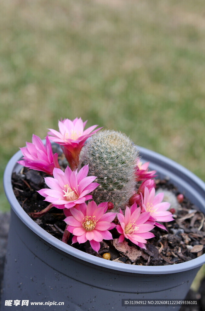 花盆中的粉色仙人球花朵