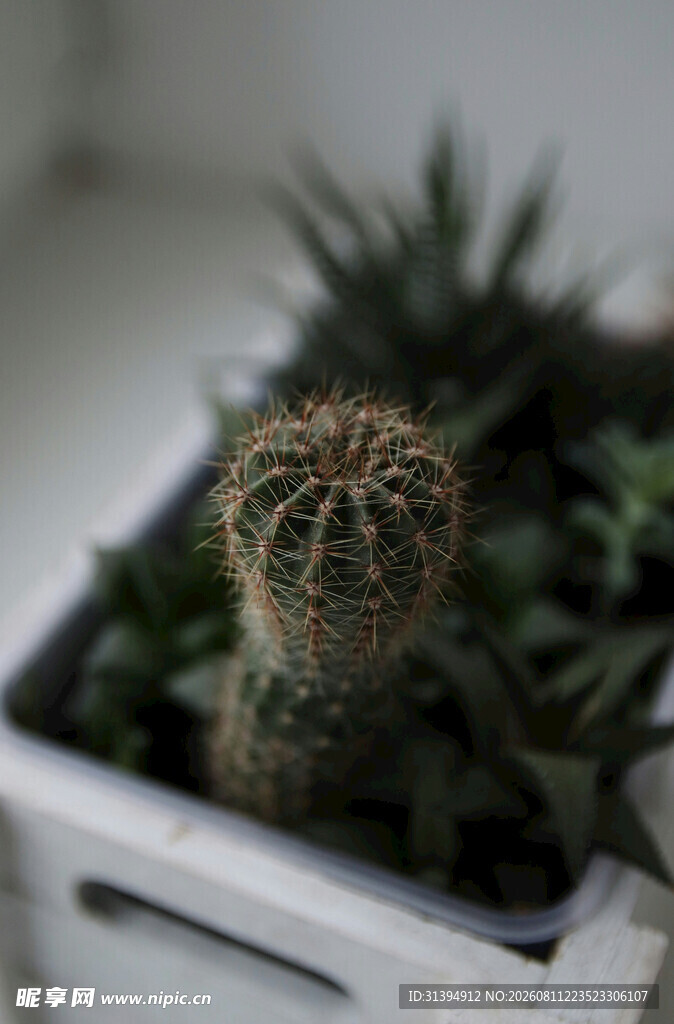 白色花盒中的可爱仙人掌