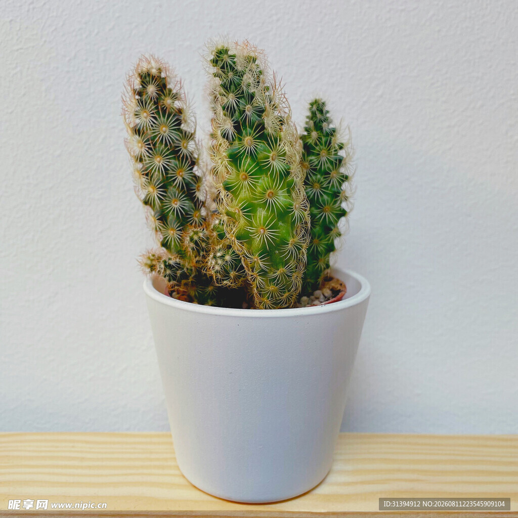 白色花盆中的可爱仙人掌