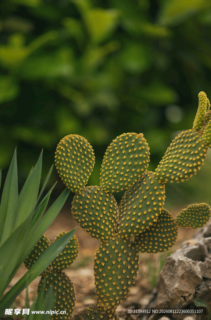 可爱仙人掌特写