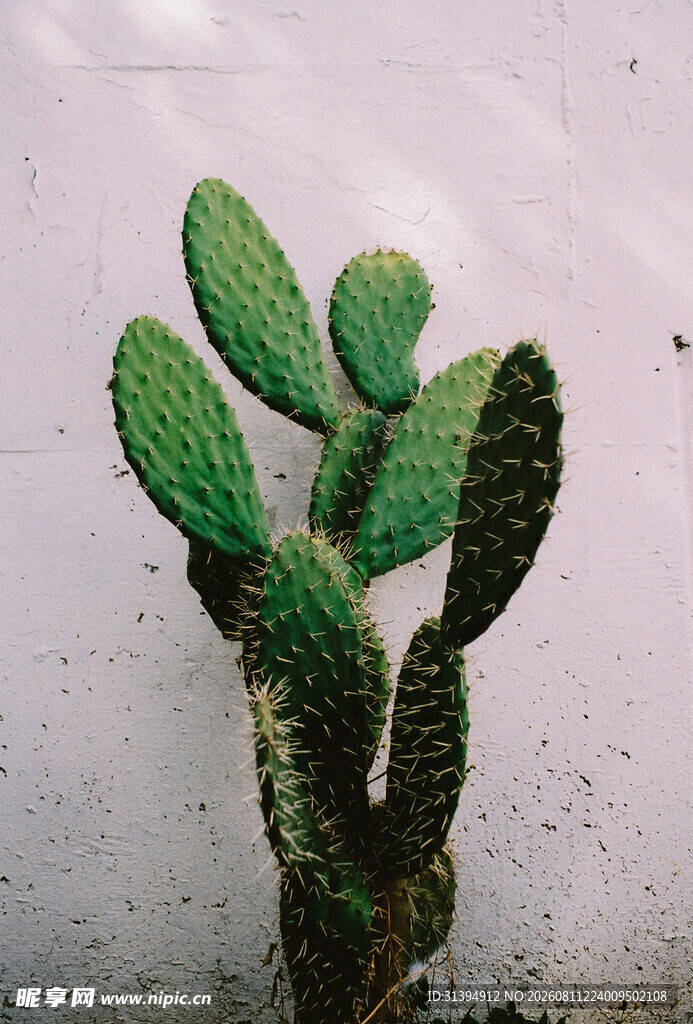 可爱仙人掌盆栽