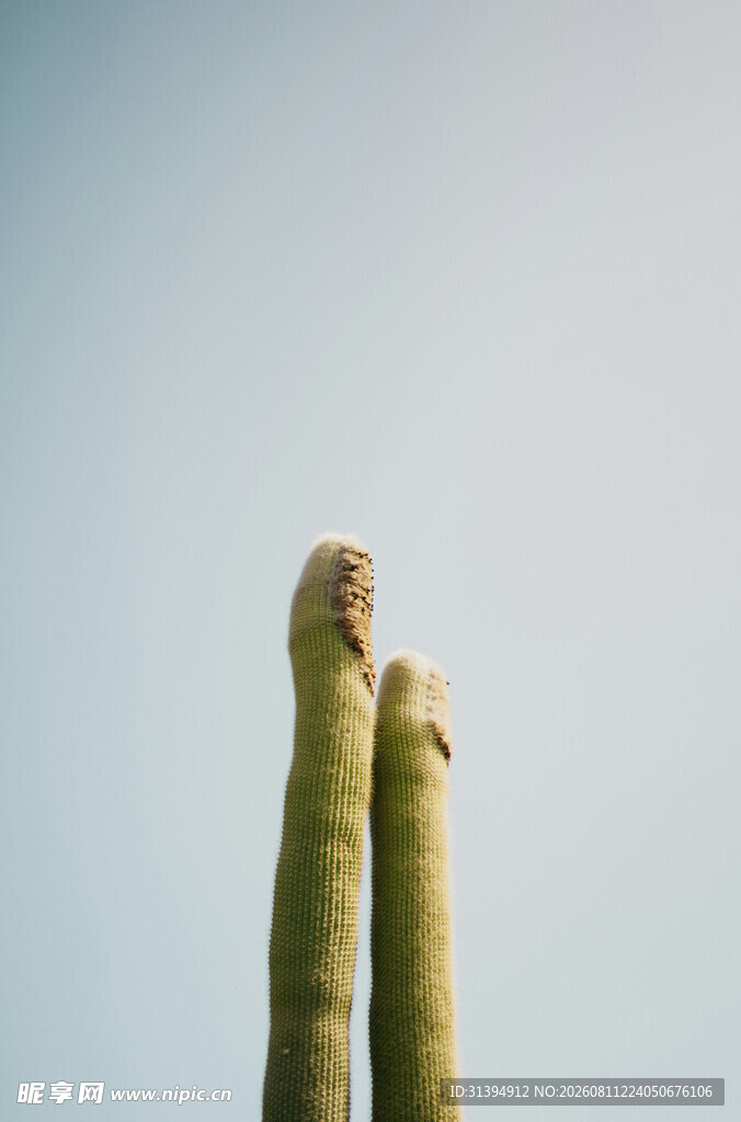 高耸的仙人掌