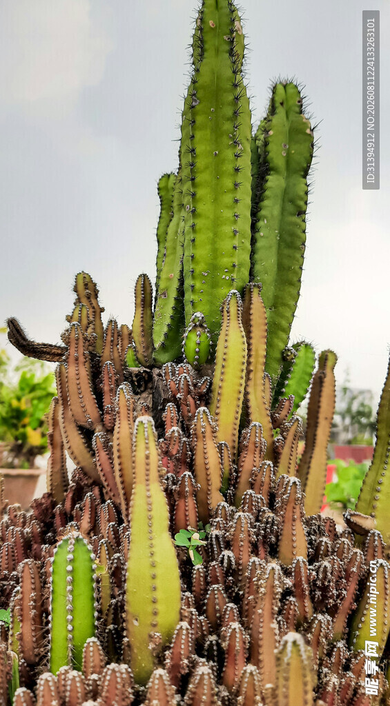 多样仙人掌植物景观