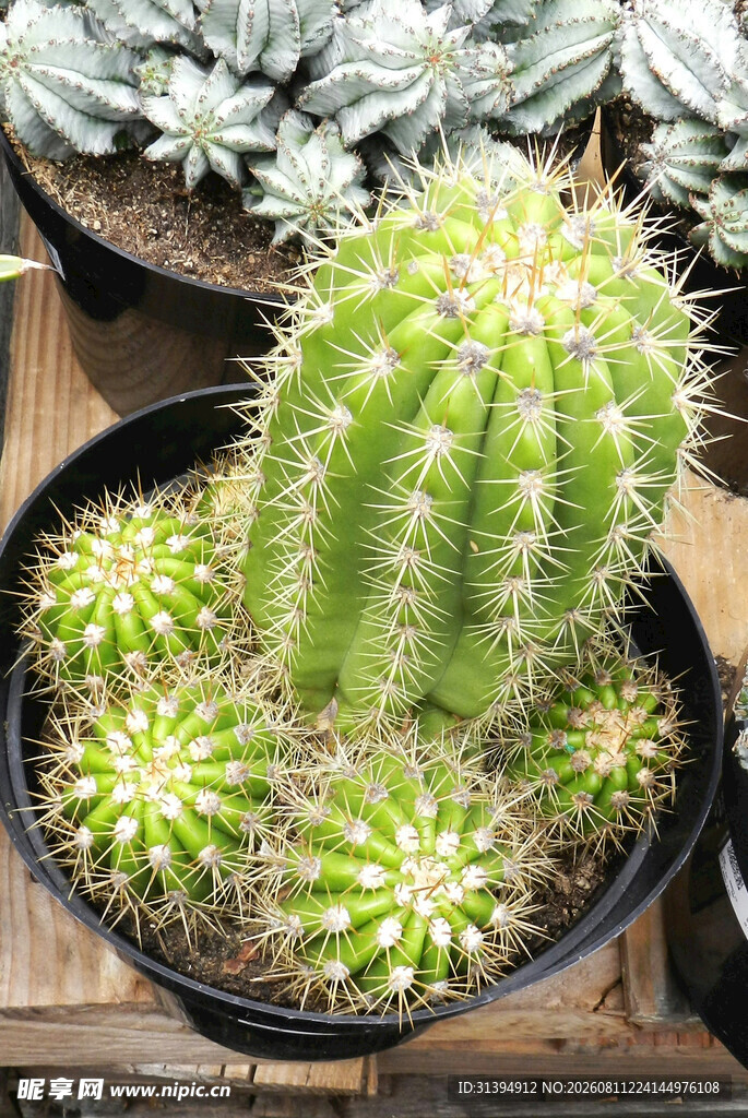 可爱仙人掌盆栽展示