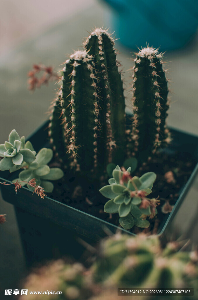 可爱仙人掌盆栽植物组合