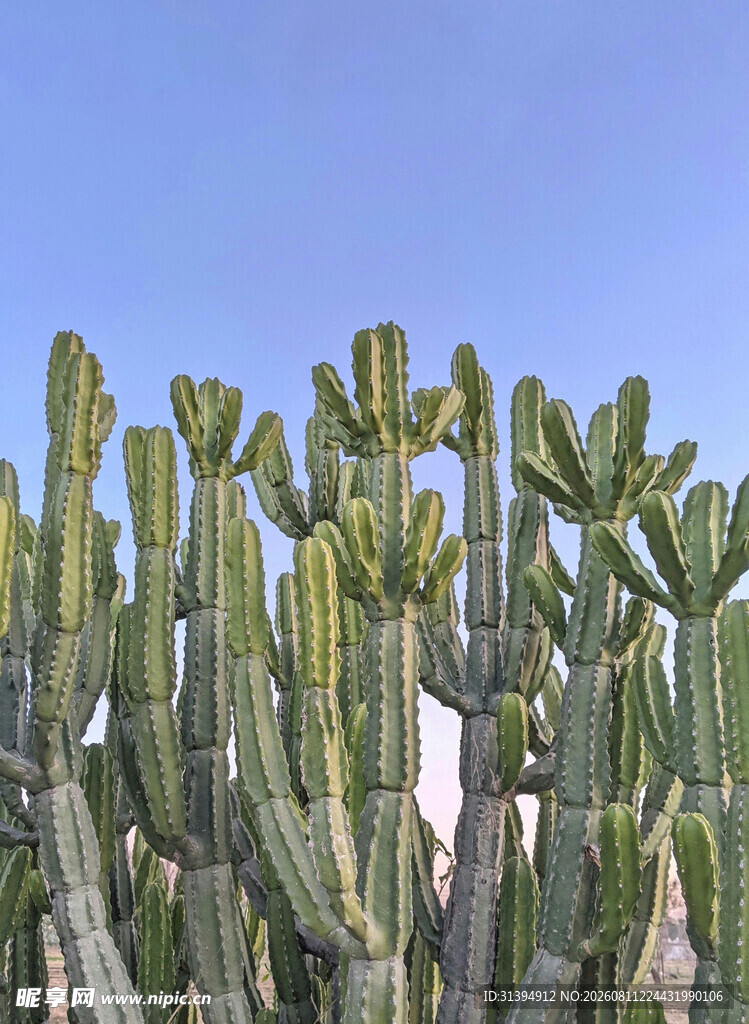 高大仙人掌群蓝天背景