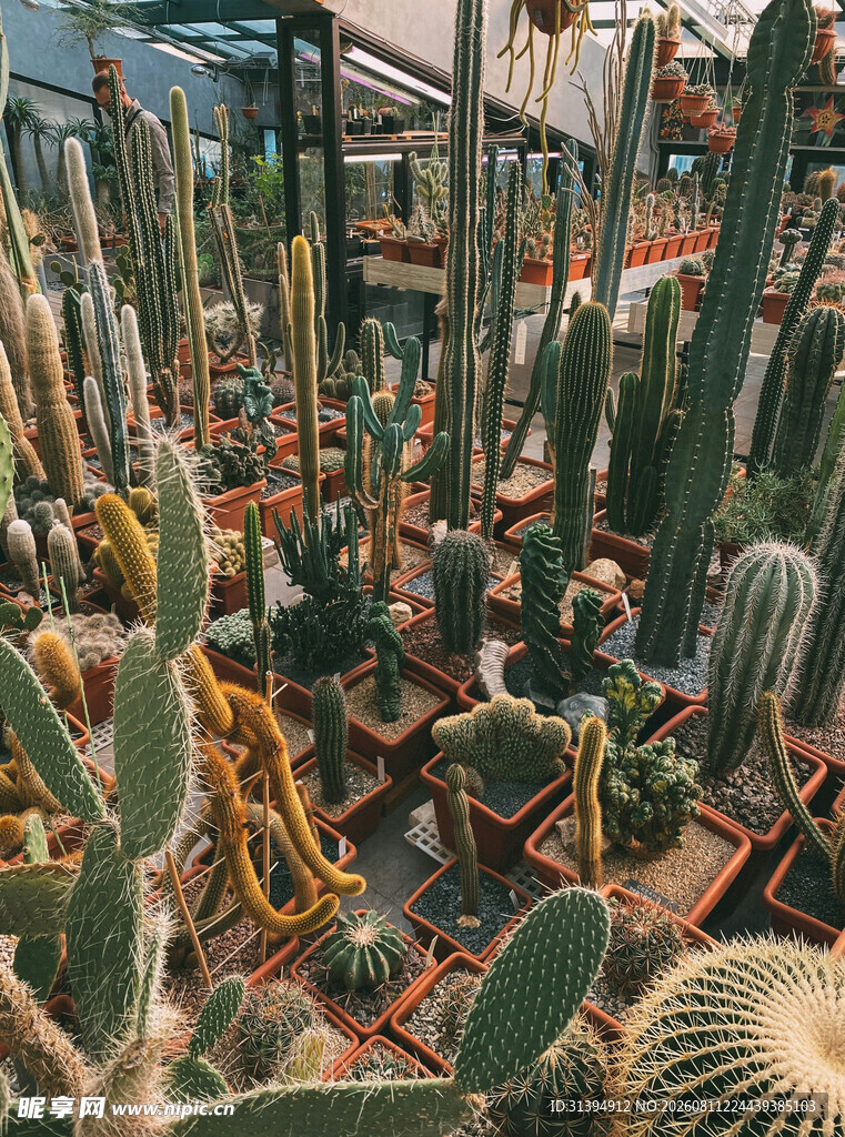 多样仙人掌植物景观展示