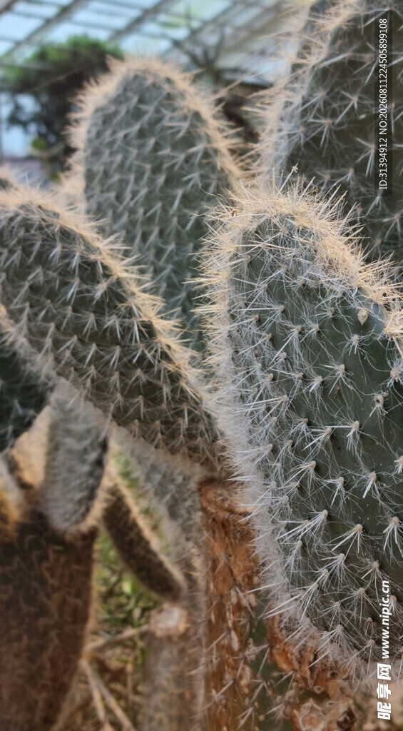 带刺的仙人掌特写