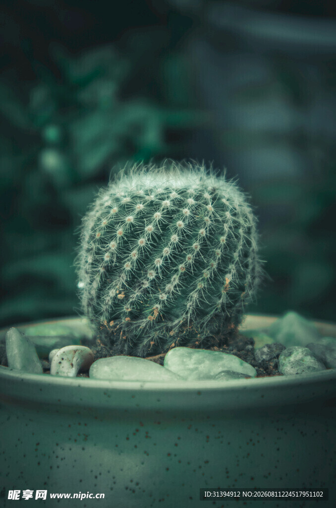 可爱小仙人球盆栽