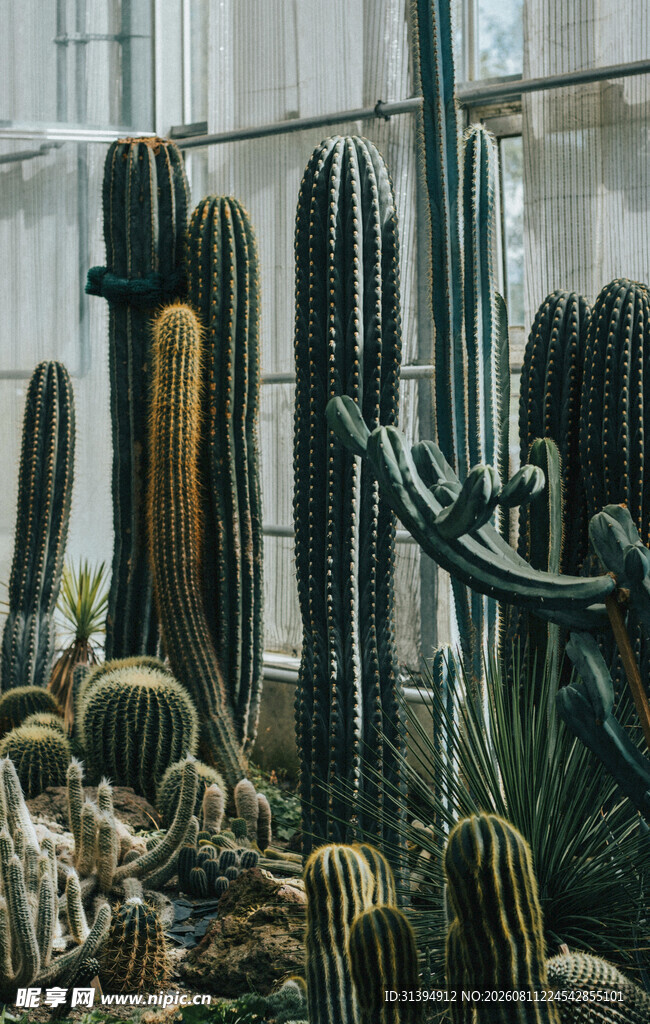 多样仙人掌植物景观